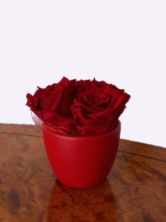 Sleeping Roses Redsmall