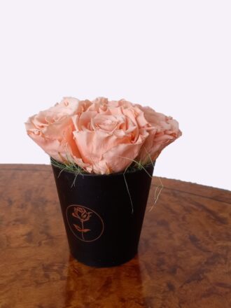 Sleeping Roses Palemidi