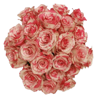 Roosa-Valgekirjud Roosid