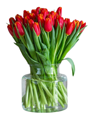 Red tulips