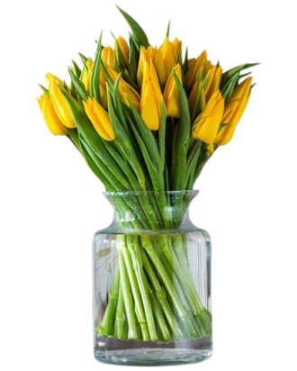 Yellow tulips